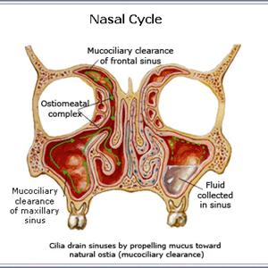 Sinus Fungus - What Are The Symptoms Of Sinus Infections?