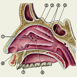 Natural Remedies For Pana Sinusitis To Avoid Surgery - Nasal Congestion - China Laptop Ac Adaptor - Universal Laptop AC Adaptor Manufacturer